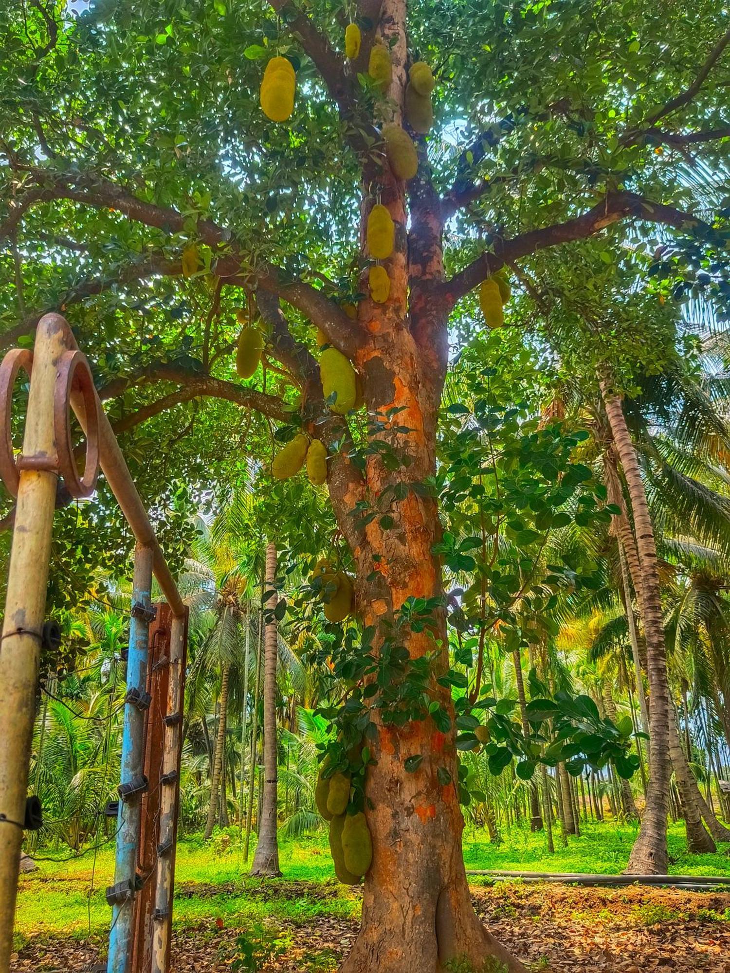 Shivalaya Farmstay Located Amdist Coconut Farm With River Access Near Isha,Adiyogi,Siruvani Alandurai Exterior photo